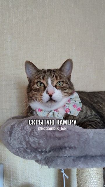 Посмотрел скрытую камеру🙀