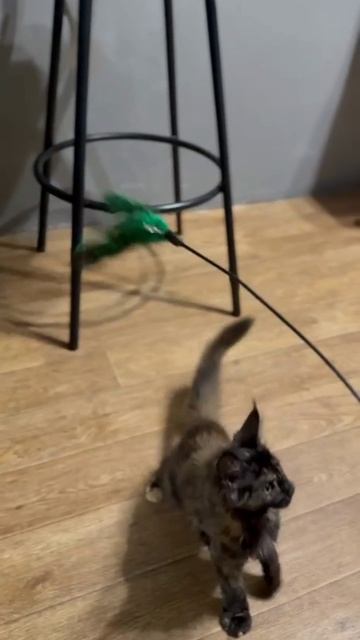 Трехцветный котенок мен-кун