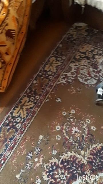 Животные.Сборник моментов из жизни братьев меньших.Фильм1.Серия3.Часть3 .mp4
