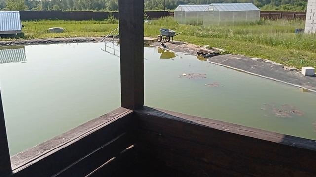 Ласточки на пруду