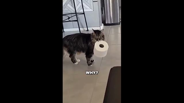 Смешные котики - часть 36