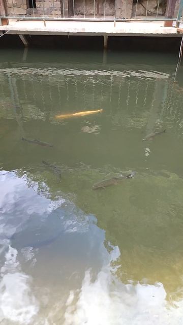 рыбки отдых релакс