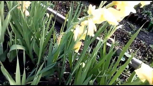 Гладиолусы стали одного цвета! В чем причина