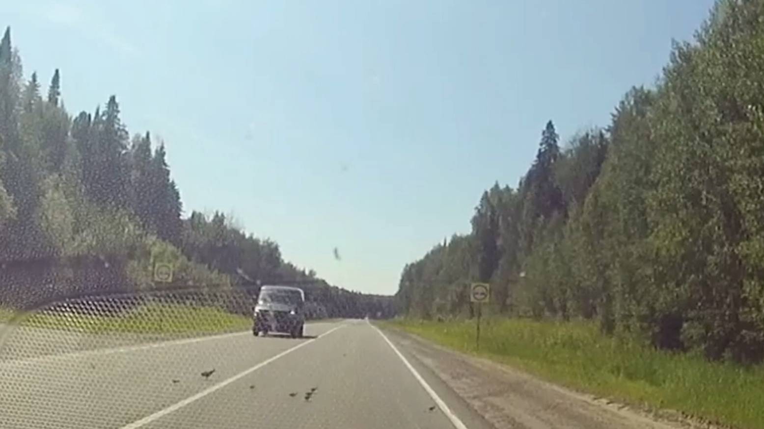 Пернатые пешеходы