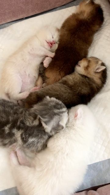 Котятам кошки Кайли 11 дней.
