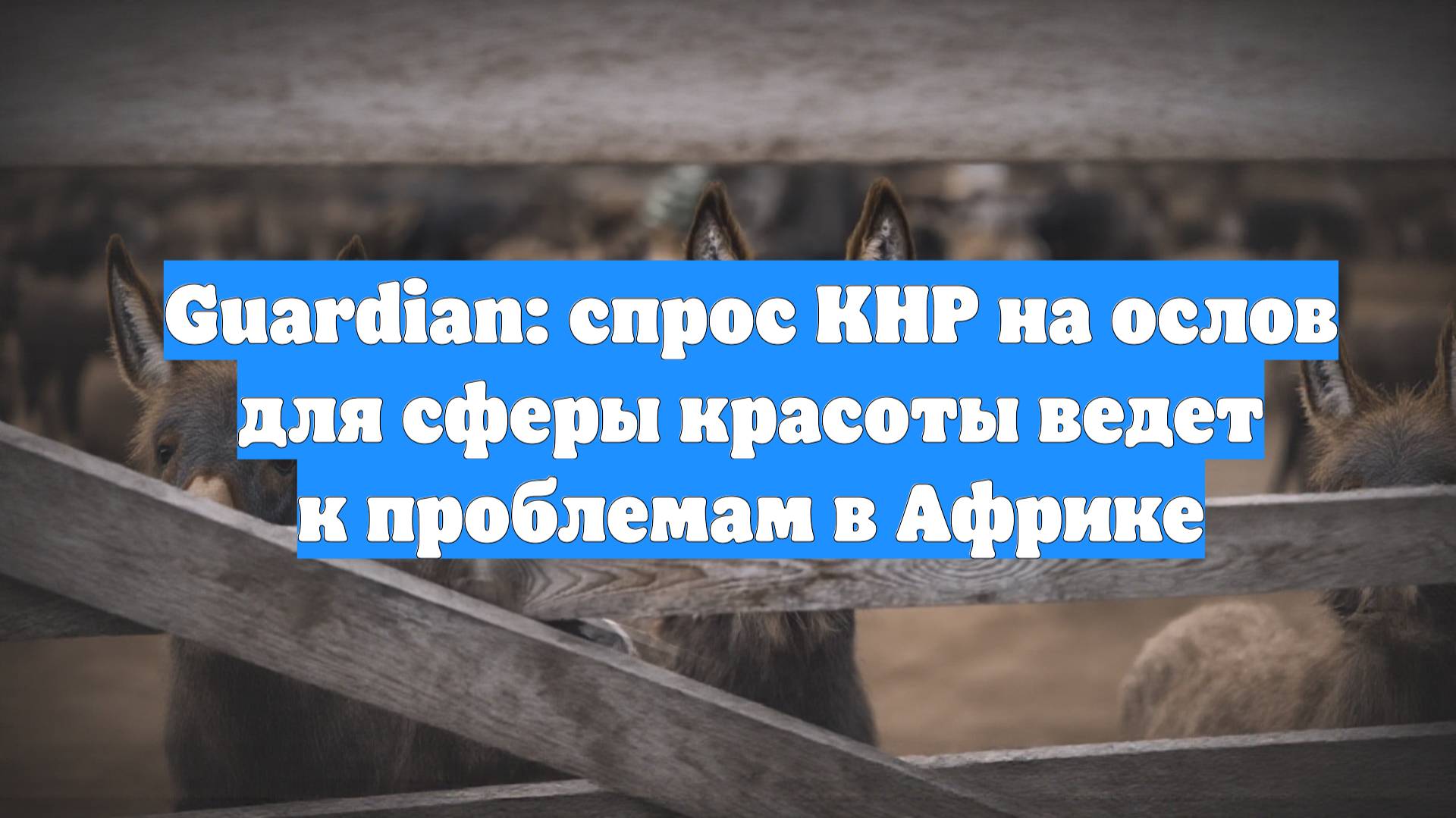 Guardian: спрос КНР на ослов для сферы красоты ведет к проблемам в Африке