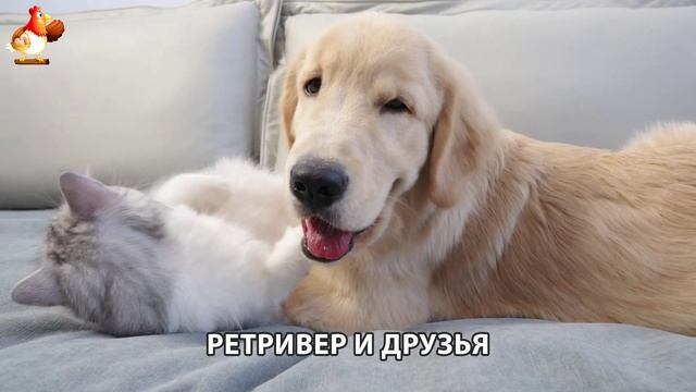 Золотистый ретривер и его друзья милые питомцы 🐕 выпуск (131)