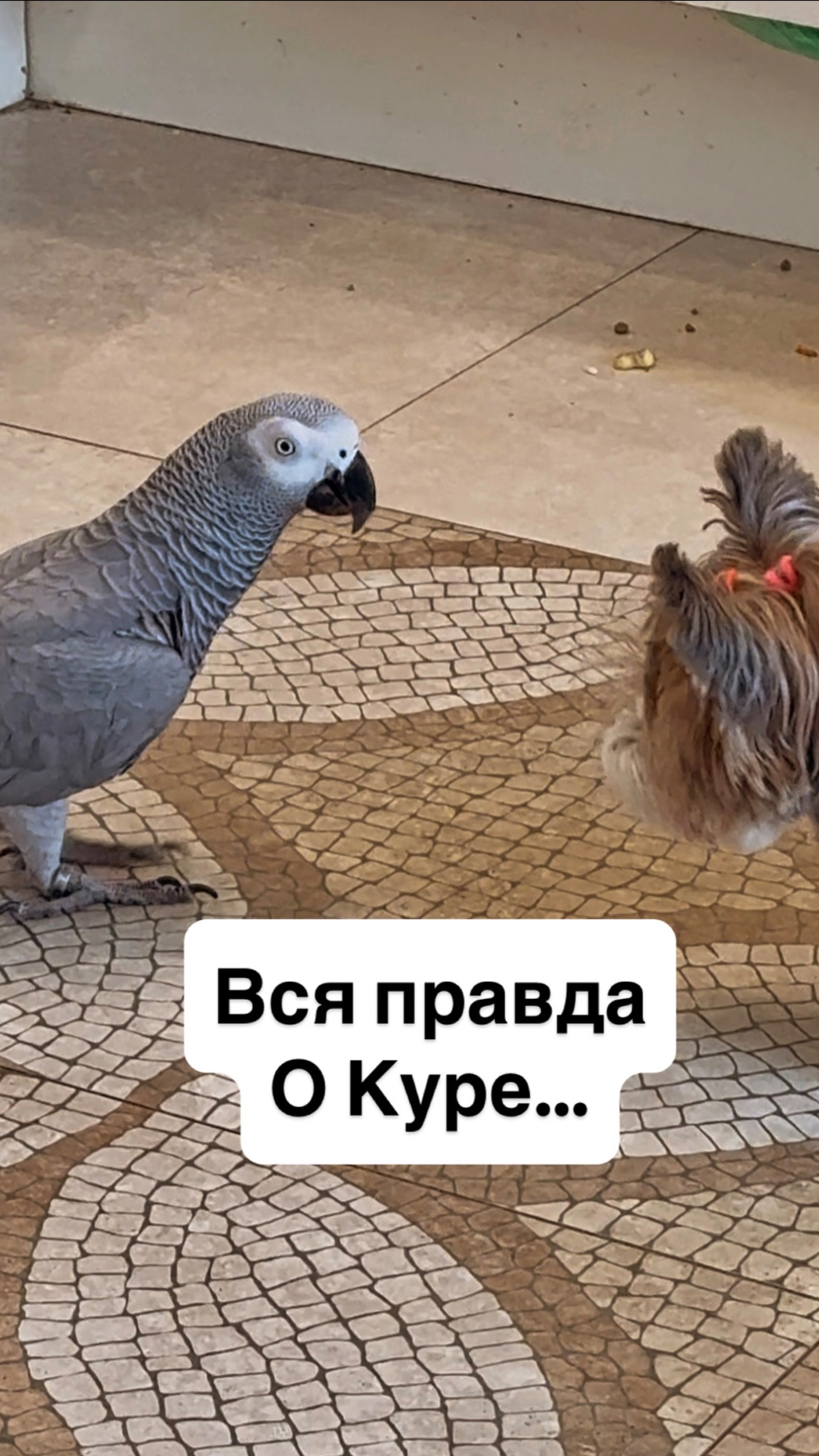 Кура не такая уж и послушная девочка, как все думают.