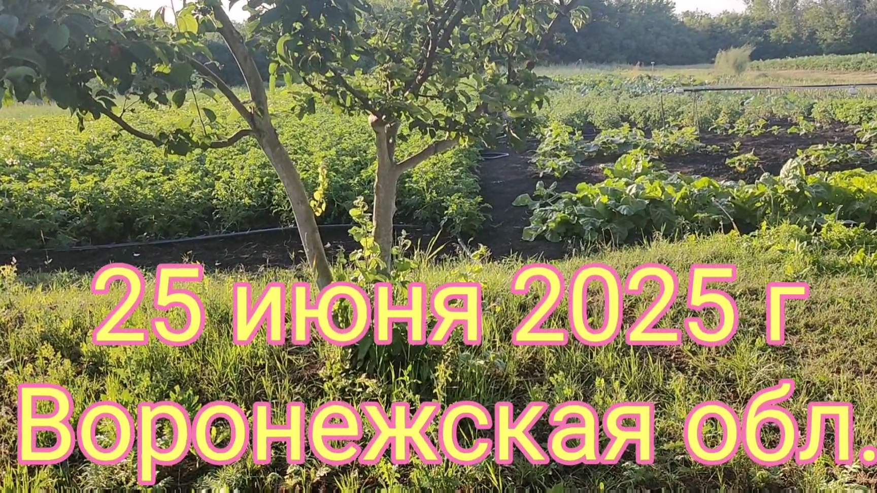 Наша дача.Огород🌿Ежик🦔Ласточки🤗🌞