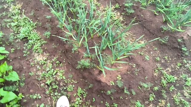 Пришла пора окучивать картофель/Деревня/Жизнь в деревне