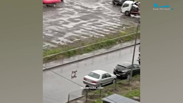 «ВаськаАлерт»: как не потерять питомца на прогулке и по каким правилам его искать