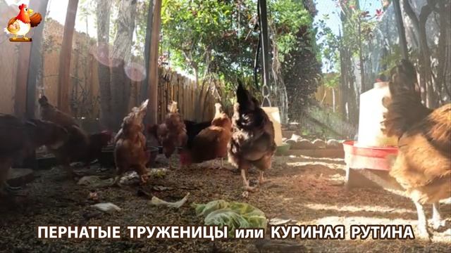 Куры несушки свободного выгула и их обычная куриная рутина – эпизод (486)