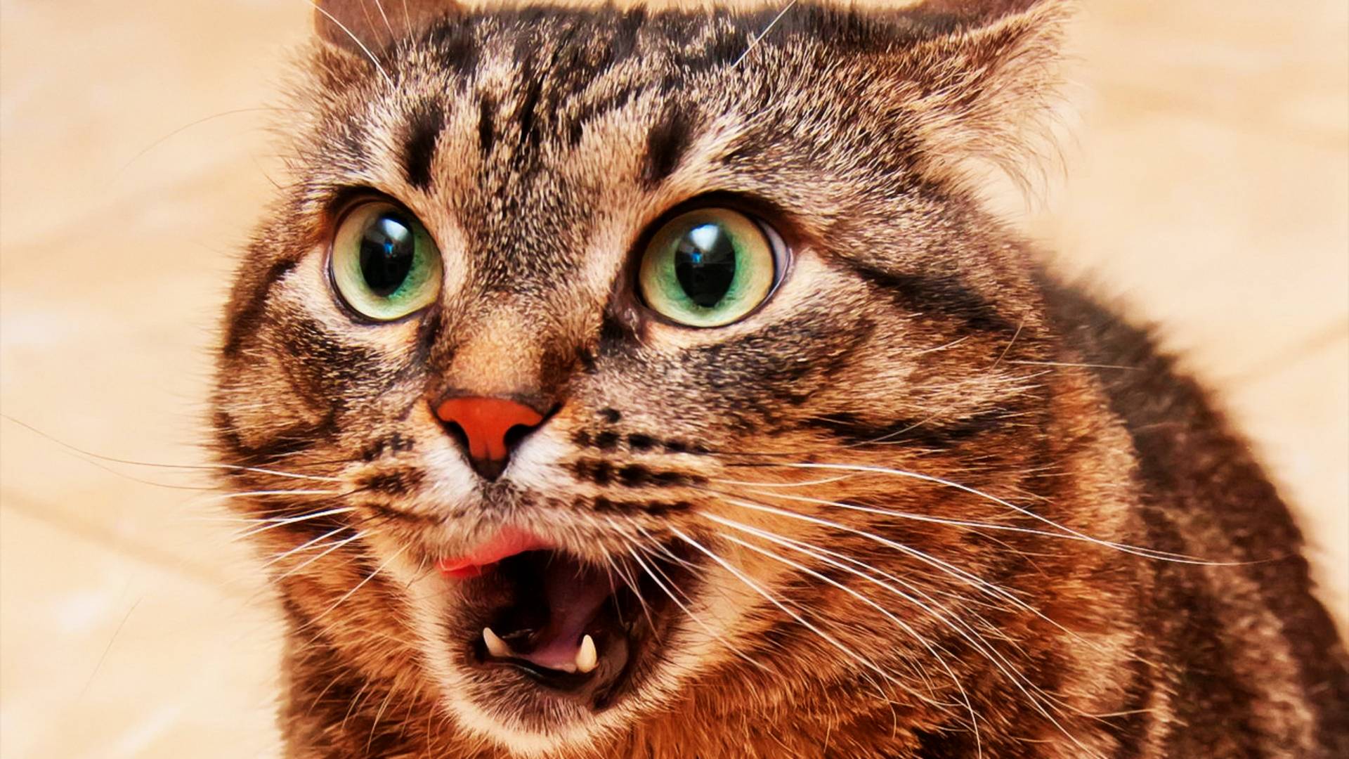 FUNNIEST Poets of 2025...So Far 😂 BEST Animal Videos #1