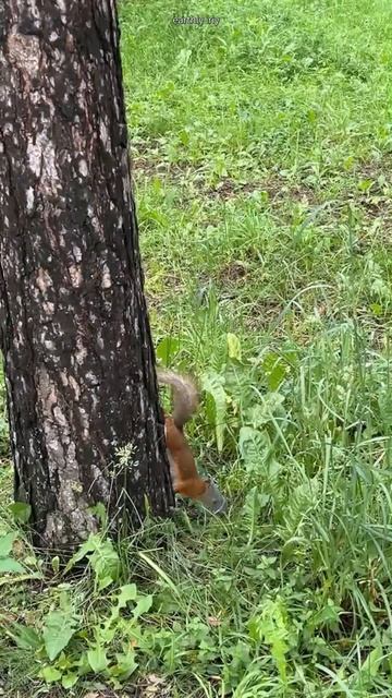 Парковый зверёк #земнойирий #природа #парк #белочка #белка #животные