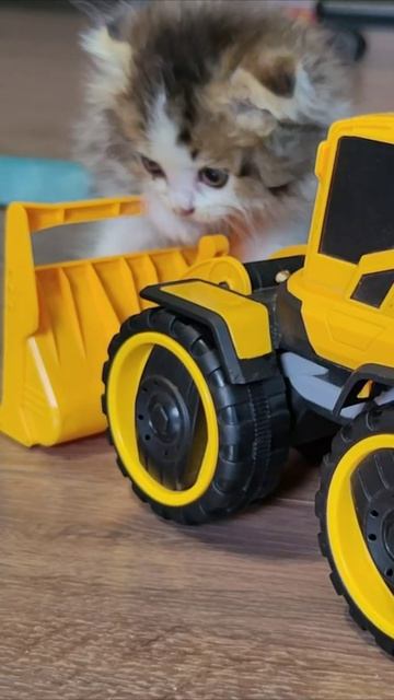 Котенок и желтый трактор. #котята #шорты 4k