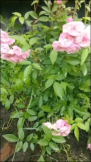VID_20250626_145153~2.mp4