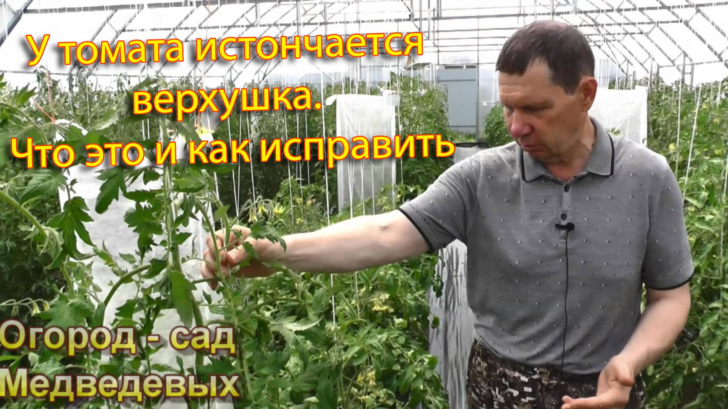 У томата истончается верхушка. Что это и как исправить