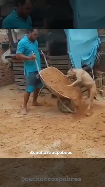 Замечательный помощник 🐶❤️👍🤩