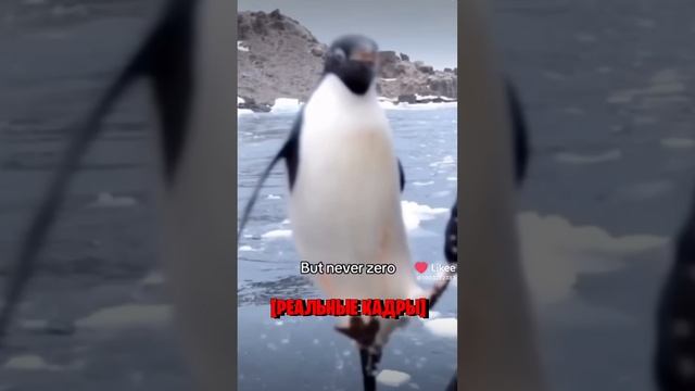 самые сильные итальянские мемы часть 10