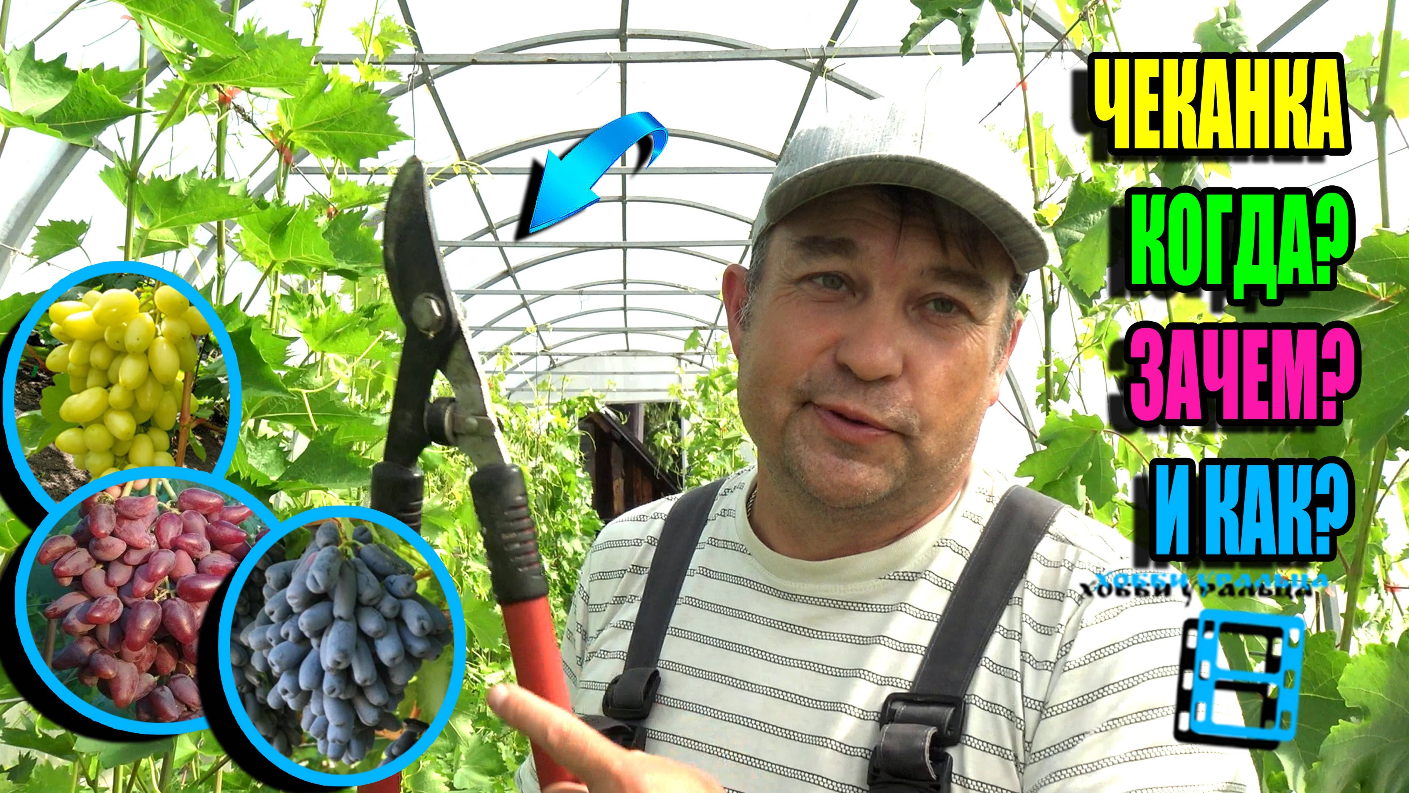 ЧЕКАНКА ВИНОГРАДА ОЧЕНЬ ПРОСТО. ОТВЕТЫ НА ВОПРОСЫ О ЗЕЛЕНЫХ ОПЕРАЦИЯХ. СЕВЕРНЫЙ ВИНОГРАДНИК 25-24