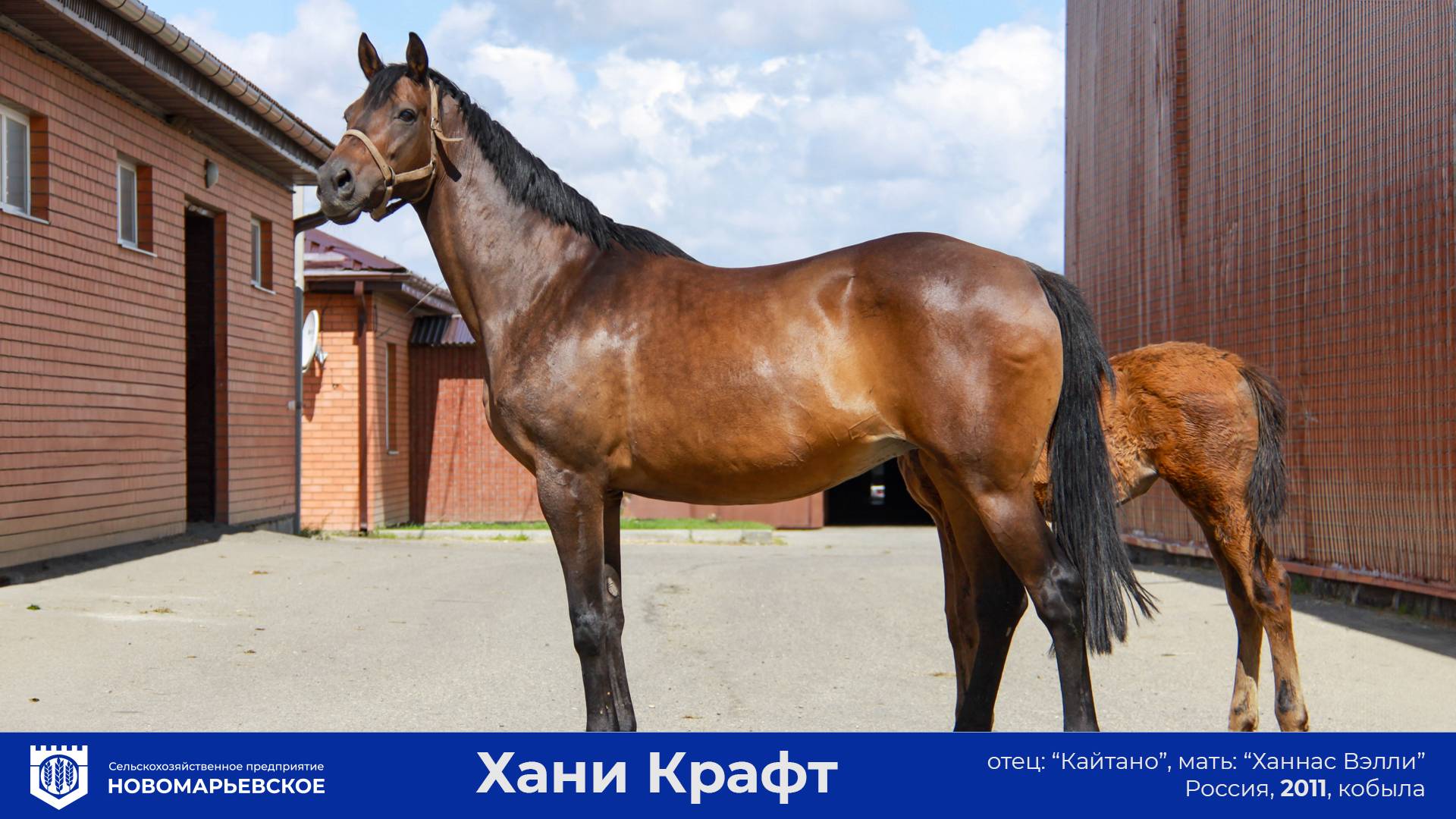 Продажа племенной Кобылы Хани Крафт (2011 г.р.) с кобылкой от Легионнэйра и жеребая от Аргуна!