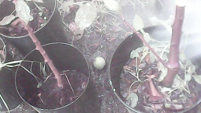 Полив саженцев ЗКС