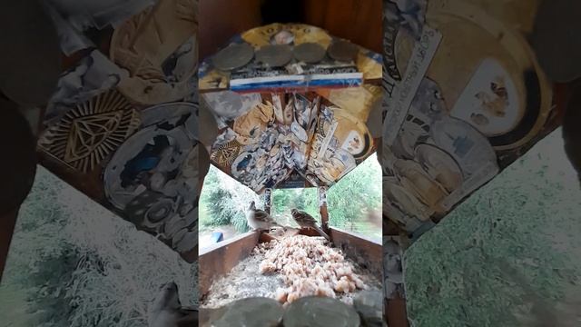 1000045396.mp4Жизнь кормушки.26.06.2025г.