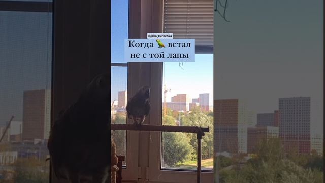 Когда встал не с той лапки…