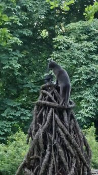 Котик в Аптекарском огороде МГУ основан в 1706г Петром I