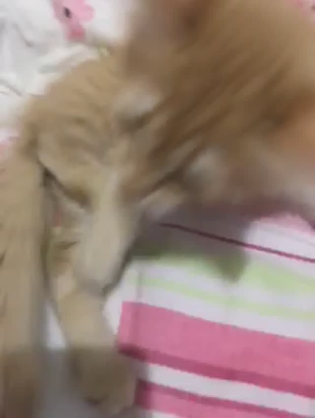 Какой хороший, миленький котёнок!