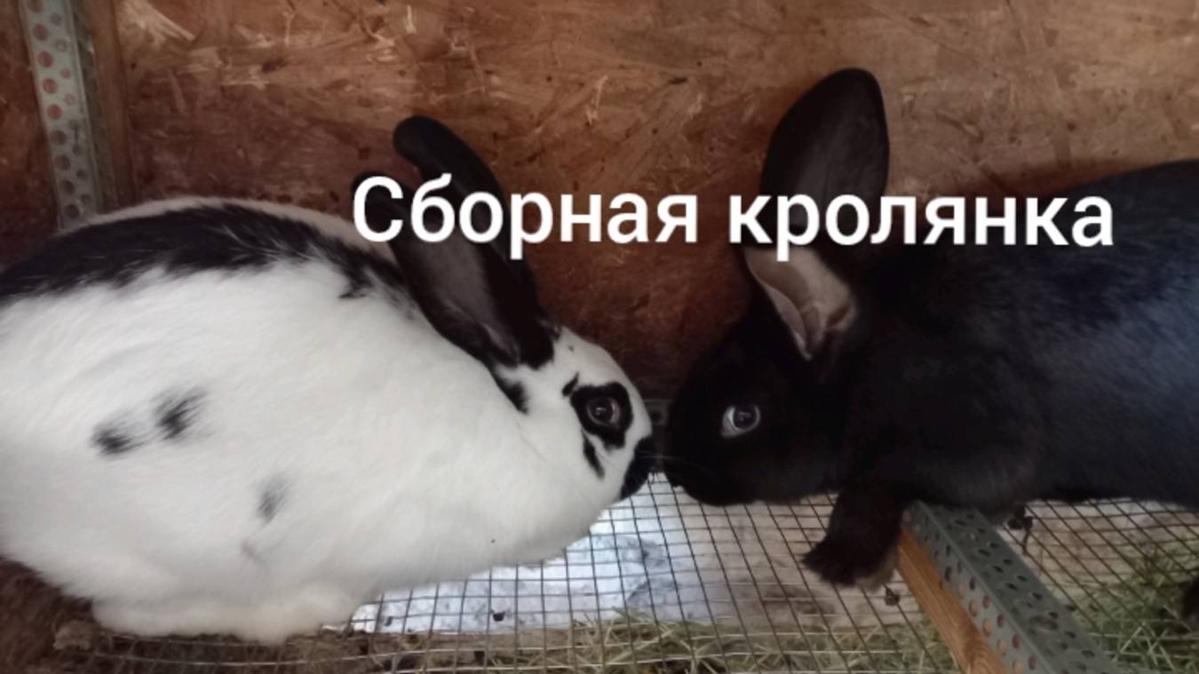 Сборная кролянка. 🐇🐇🐇