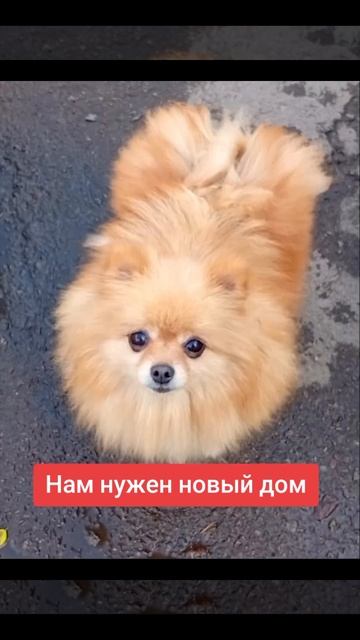 Малышам нужен новый дом.