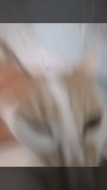 Кошечка