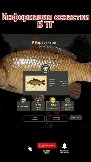 Карасекарп Троф /Медное  #русскаярыбалка4 #fishing #рыбалка #rr4 #carpfishing
