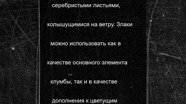 Зеленая среда. Клумба на «минималках» - используем самые простые решения