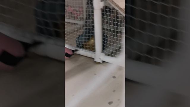 девочка не пришла на концерт? 🎤
пели дуэтом)