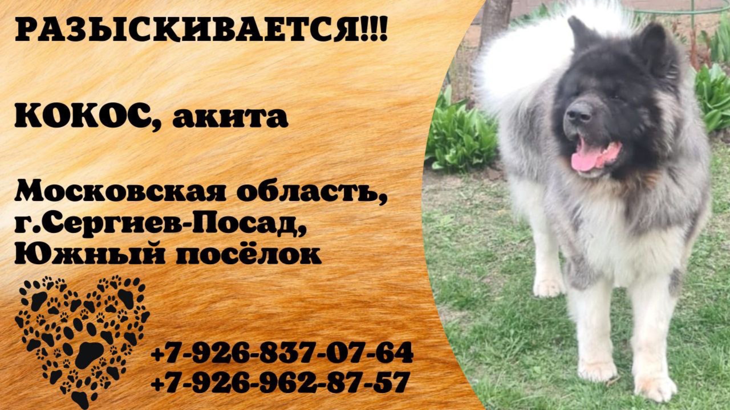 Пропала собака! КОКОС, Акита. Московская обл., г.Сергиев-Посад.