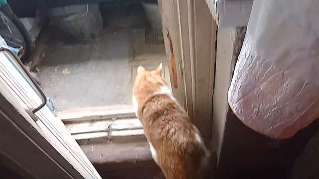 ВАСЬКА НА ПОДОКОННИКЕ БАЛКОНЕ