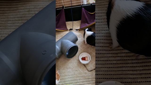 клубничный полдник у свинок