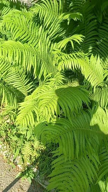 1000190163.mp4 Саянск #ВидиоИгры #ВеРа #Лето #СуперДжамп #Счастье #Работа #успех #радость #Спорт