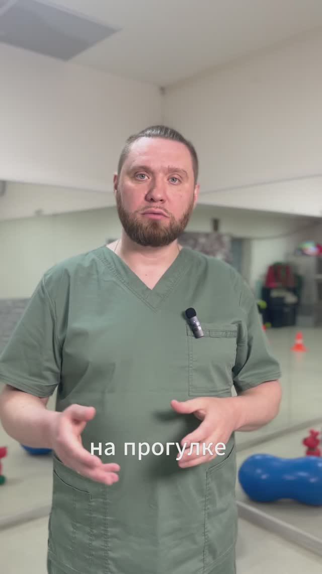 Когда у собаки резко снизилась активность #максимпомог #ветпомощь #реабилитолог