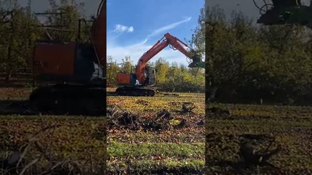 🟢  BI300 @OMEFGROUP Лесные валочные ножницы на экскаваторе Hitachi 8-14тн удаляют яблоневые деревья