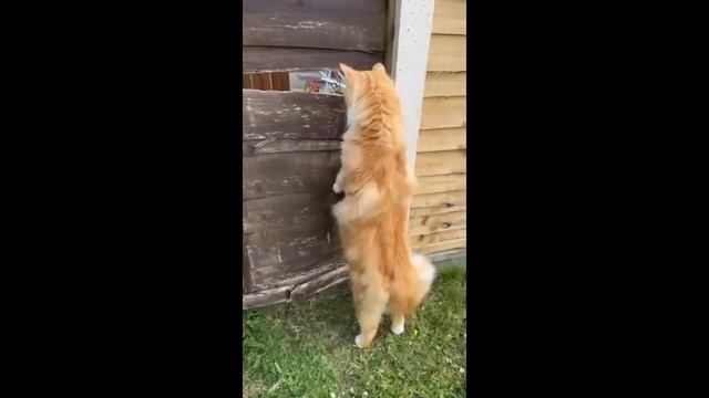 Смешные котики - часть 18