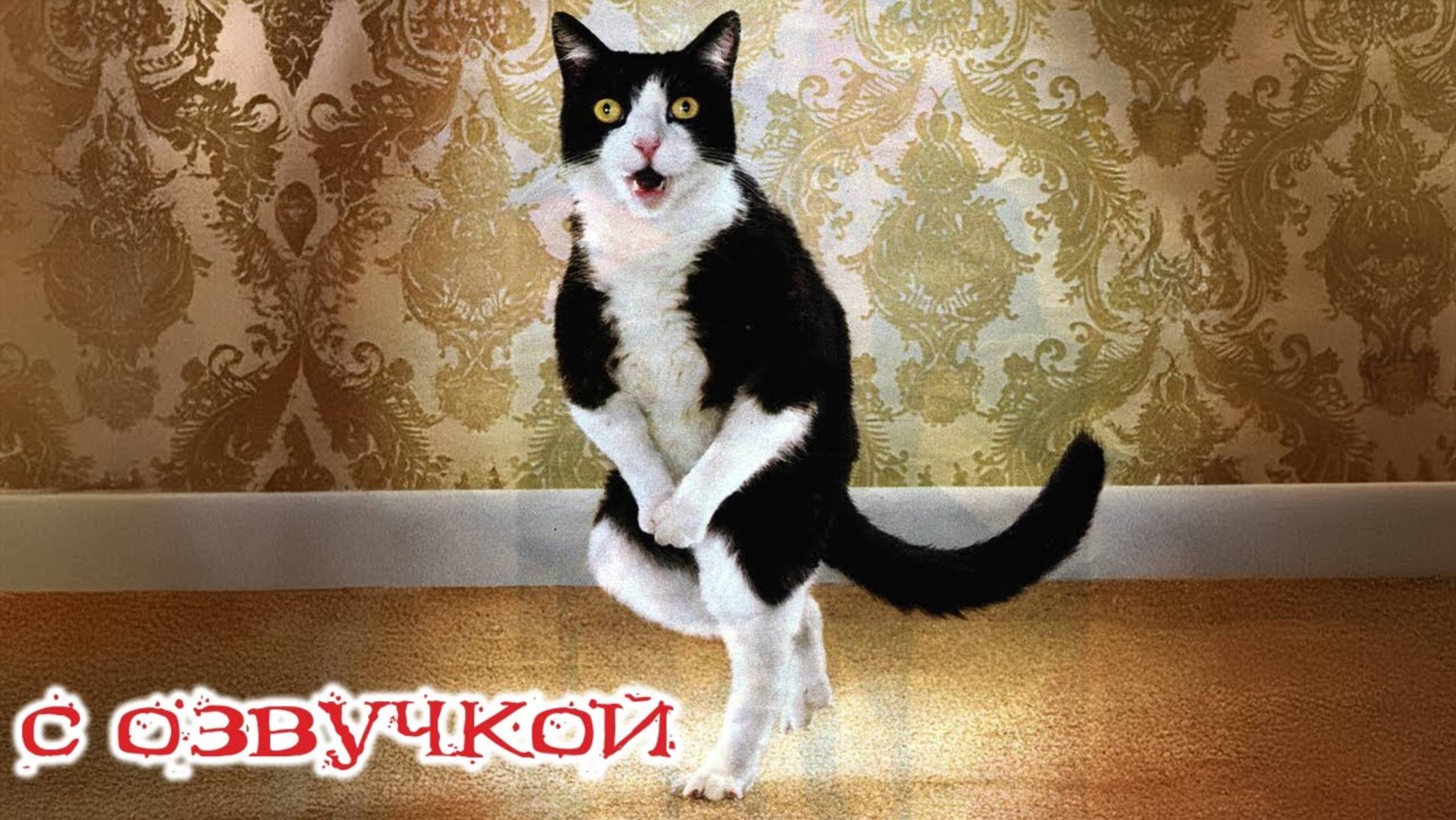 Приколы с котами! Смешные коты! С ОЗВУЧКОЙ! 2025 — приколы про котов и кошек! Забавные животные!