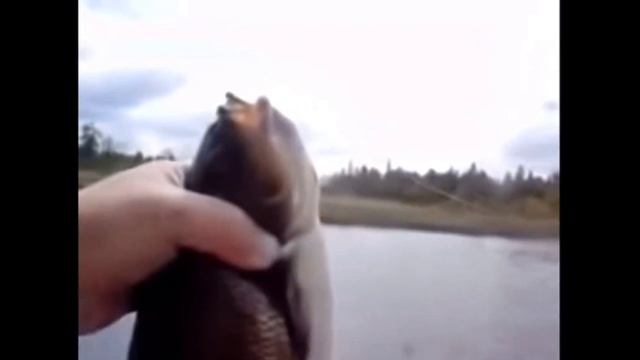 МЕМЫ