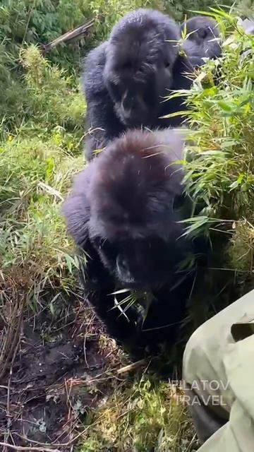 #rwanda #руанда #гориллы #gorillas