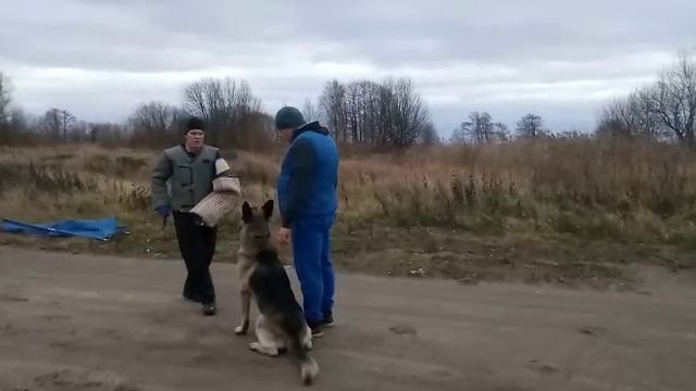 ПРК 17.11.2018 Барвиттера Найгур,Барвиттера Пахан,В.Д.Арчи