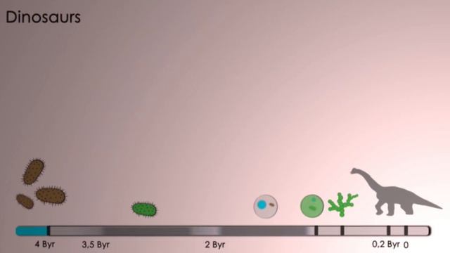 Что такое водоросли? Происхождение