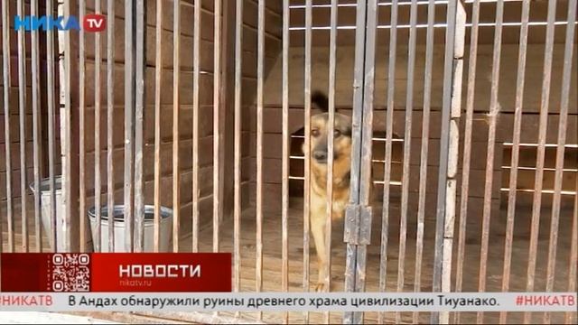 Пальма ищет дом!