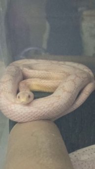 Карамелька. 25 июня 2025 г.